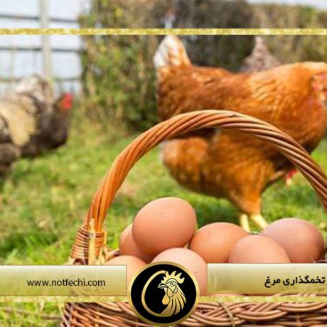 روش های افزایش تخمگذاری مرغ