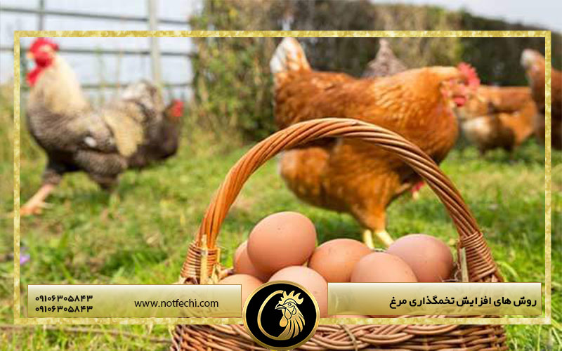 روش های افزایش تخمگذاری مرغ