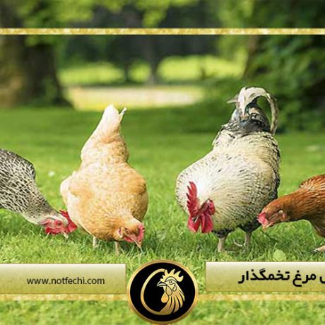 سود پرورش مرغ تخمگذار