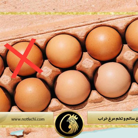 تفاوت تخم مرغ سالم و تخم مرغ خراب