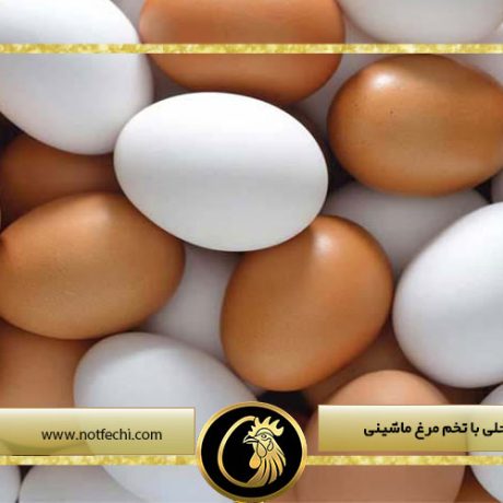 تفاوت تخم مرغ محلی با تخم مرغ ماشینی