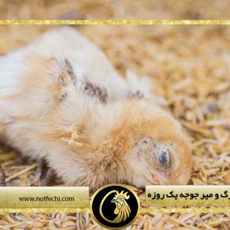 دلایل اصلی مرگ و میر جوجه یک روزه