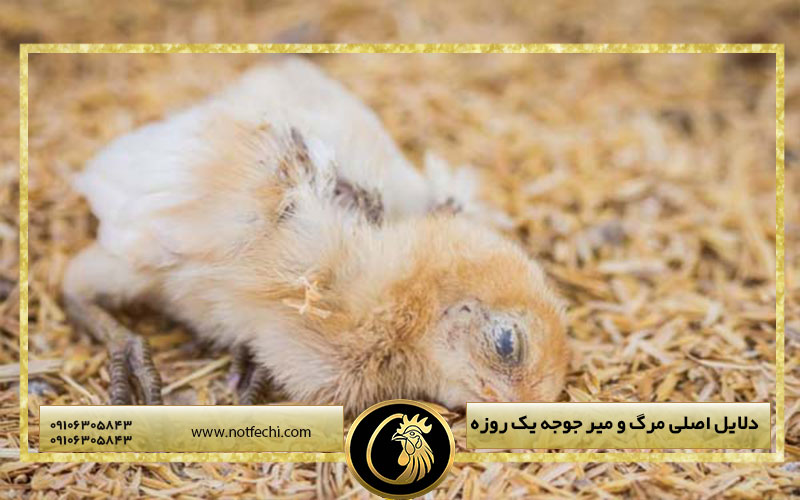 دلایل اصلی مرگ و میر جوجه یک روزه