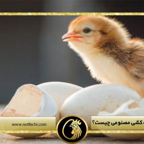 منظور از جوجه کشی مصنوعی چیست؟