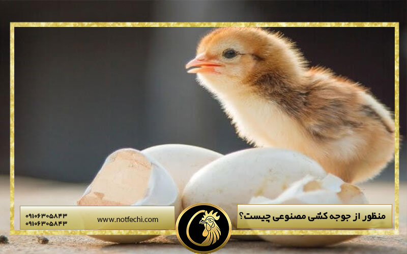 منظور از جوجه کشی مصنوعی چیست؟