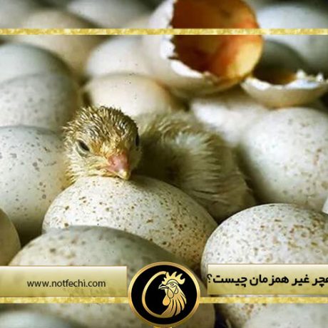 منظور از ستر هچر غیر همزمان چیست؟