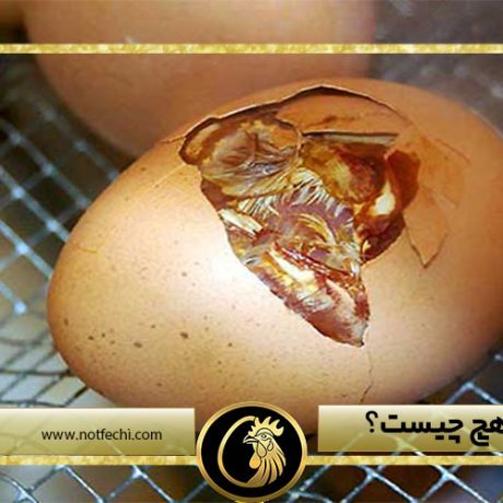 منظور از هچ چیست؟