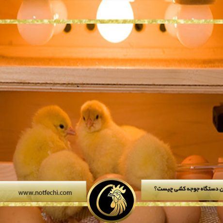 منظور از کالیبره شدن دستگاه جوجه کشی چیست؟