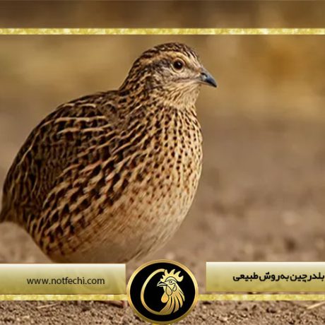 آموزش جوجه کشی بلدرچین به روش طبیعی