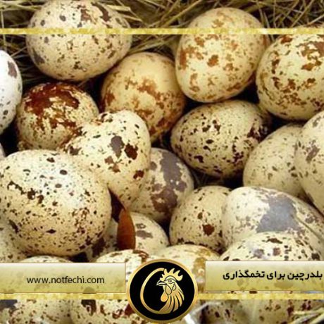 روش های تحریک بلدرچین برای تخمگذاری