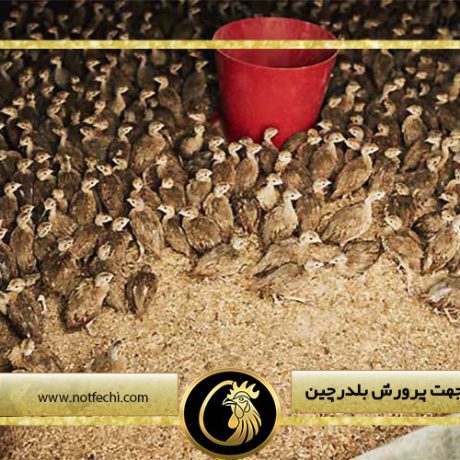 تجهیزات لازم جهت پرورش بلدرچین