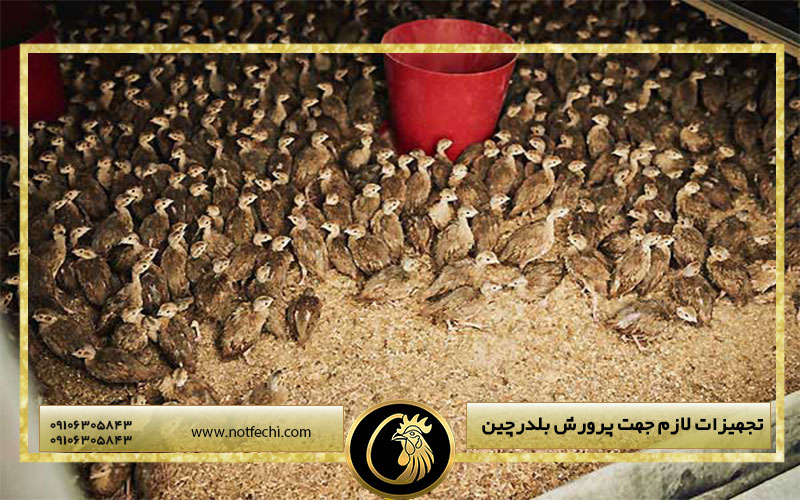 تجهیزات لازم جهت پرورش بلدرچین