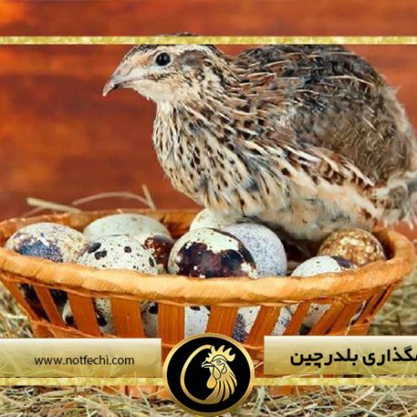 میزان تخمگذاری بلدرچین