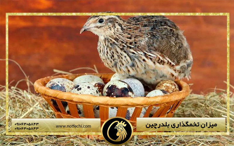 میزان تخمگذاری بلدرچین