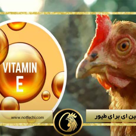 اهمیت ویتامین E برای طیور
